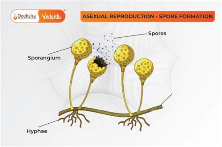Unraveling The Spores Of Laughter