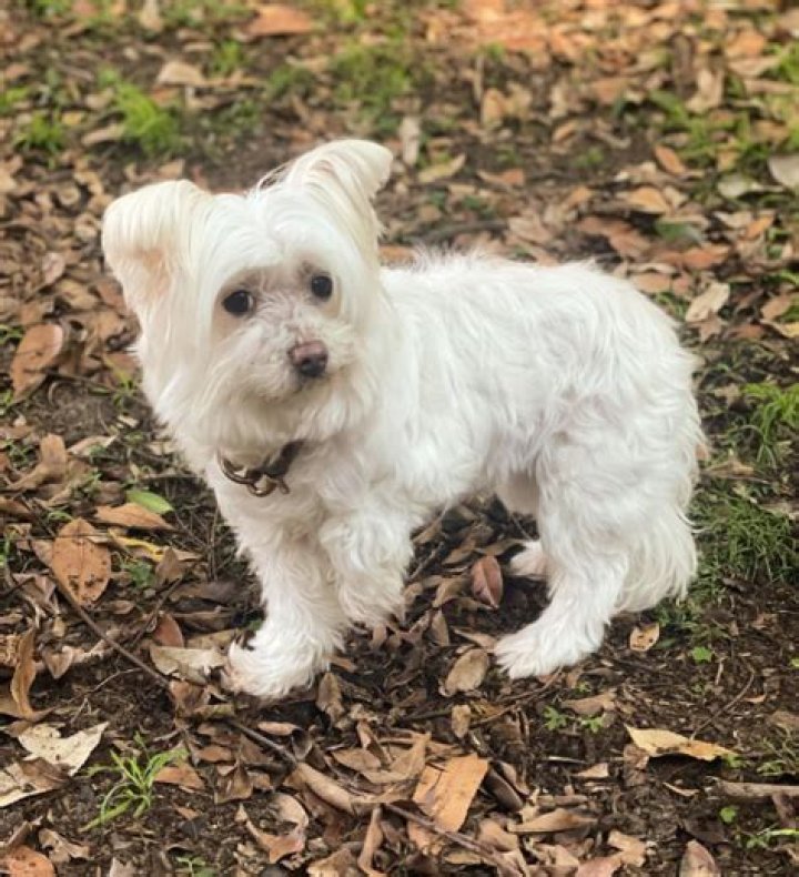 Unveiling The Maltese Mixed With Chihuahua: Discoveries And Insights